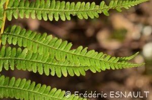 Fougère mâle (Dryopteris filix-mas)