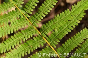 Fougère mâle (Dryopteris filix-mas)