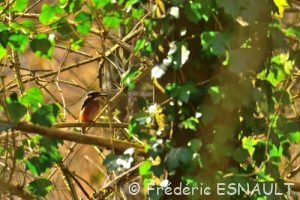 Martin-pêcheur d'Europe (Alcedo atthis)