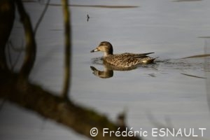 La Sarcelle d'hiver (Anas crecca)