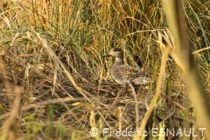 La Sarcelle d'hiver (Anas crecca)