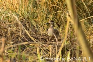 La Sarcelle d'hiver (Anas crecca)