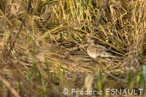 La Sarcelle d'hiver (Anas crecca)