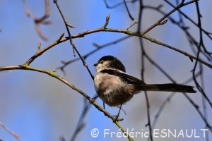 Mésange à longue queue (Aegithalos caudatus)