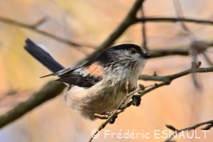 Mésange à longue queue (Aegithalos caudatus)