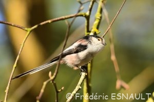 Mésange à longue queue (Aegithalos caudatus)