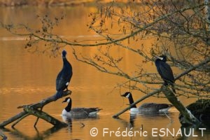 Cormoran commun (Phalacrocorax carbo)