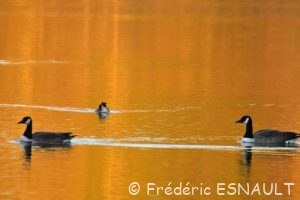 Bernache du Canada (Branta canadensis)