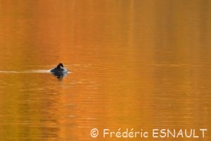 Grèbe huppé (Podiceps cristatus)
