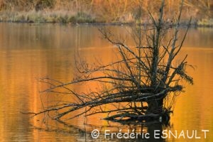 Étang de La Loy en feu