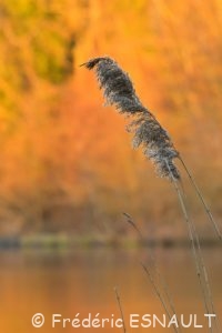 Étang de La Loy en feu