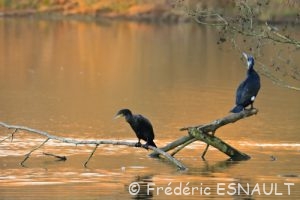 Cormoran commun (Phalacrocorax carbo)