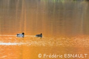 Le Canard colvert (Anas platyrhynchos)
