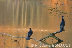 Cormoran commun (Phalacrocorax carbo)