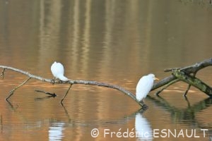 Le Héron garde-boeufs, Pique boeufs (Bubulcus ibis)