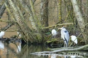 Le Héron garde-boeufs, Pique boeufs (Bubulcus ibis)