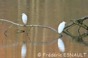Le Héron garde-boeufs, Pique boeufs (Bubulcus ibis)