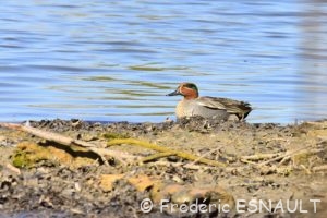Sarcelle d'hiver (Anas crecca)