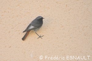 Rougequeue noir (Phoenicurus ochruros)