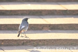 Rougequeue noir (Phoenicurus ochruros)