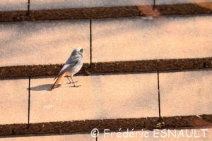 Rougequeue noir (Phoenicurus ochruros)