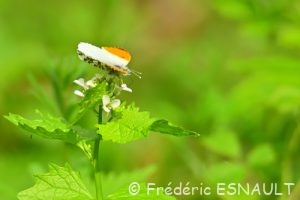 Aurore (Anthocharis cardamines)