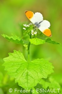 Aurore (Anthocharis cardamines)