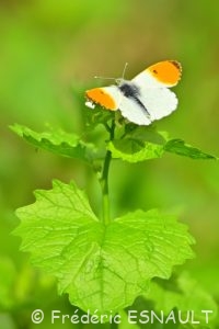 Aurore (Anthocharis cardamines)