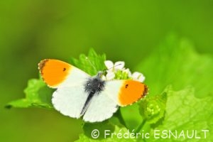 Aurore (Anthocharis cardamines)