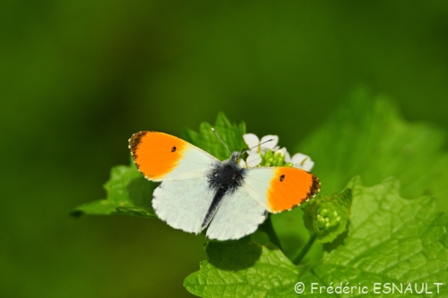 Aurore (Anthocharis cardamines)