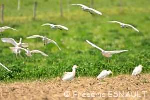 Le Héron garde-boeufs (Bubulcus ibis)