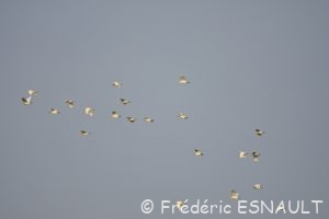 Le Héron garde-boeufs (Bubulcus ibis)