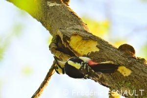 Le Pic épeiche (Dendrocopos major)