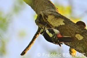 Le Pic épeiche (Dendrocopos major)