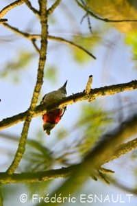 Le Pic épeiche (Dendrocopos major)
