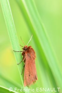 Écaille cramoisie (Phragmatobia fuliginosa)