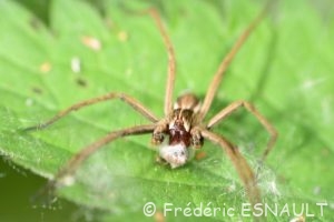 Pisaure admirable (Pisaura mirabilis)