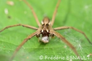 Pisaure admirable (Pisaura mirabilis)