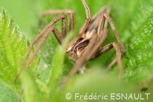 Pisaure admirable (Pisaura mirabilis)