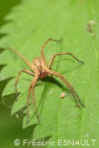 Pisaure admirable (Pisaura mirabilis)