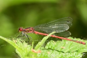 Nymphe au corps de feu (Pyrrhosoma nymphula)