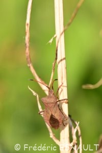 Punaise brune ou Corée marginée (Coreus marginatus)