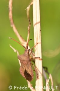 Punaise brune ou Corée marginée (Coreus marginatus)