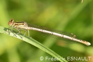 Pennipatte bleuâtre (Platycnemis pennipes)