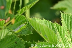 Tenthrède verte (Rhogogaster viridis)