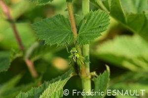 Tenthrède verte (Rhogogaster viridis)