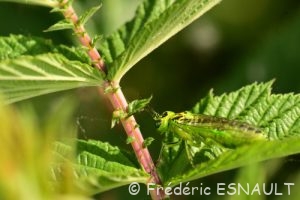 Tenthrède verte (Rhogogaster viridis)