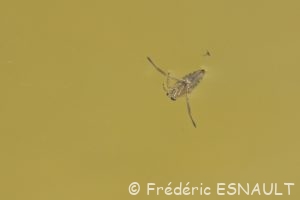 Notonecte glauque ou Abeille d'eau (Notonecta glauca)