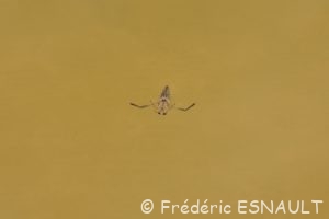Notonecte glauque ou Abeille d'eau (Notonecta glauca)