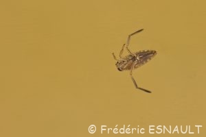 Notonecte glauque ou Abeille d'eau (Notonecta glauca)